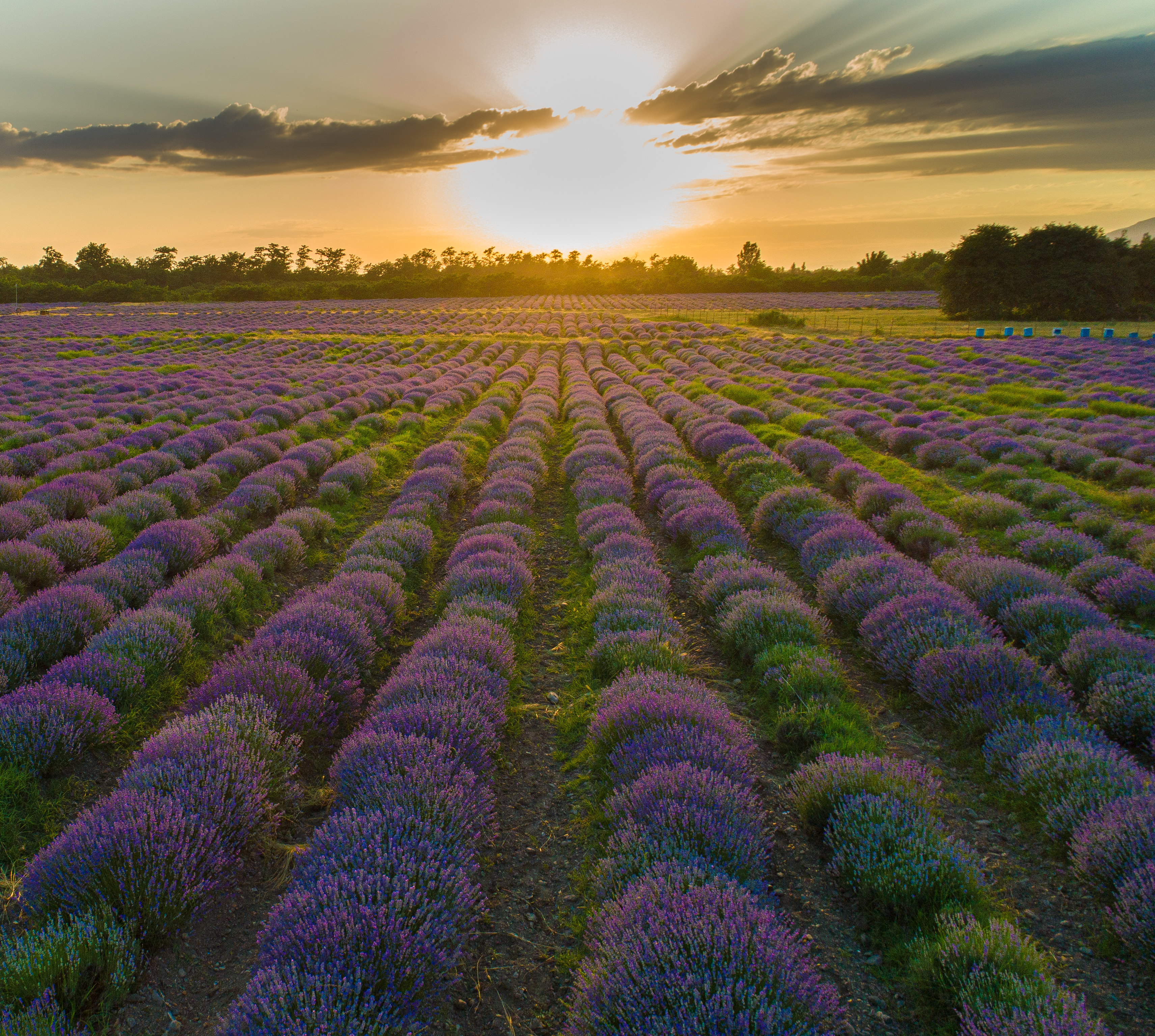 Organic Lavender Hydrolate