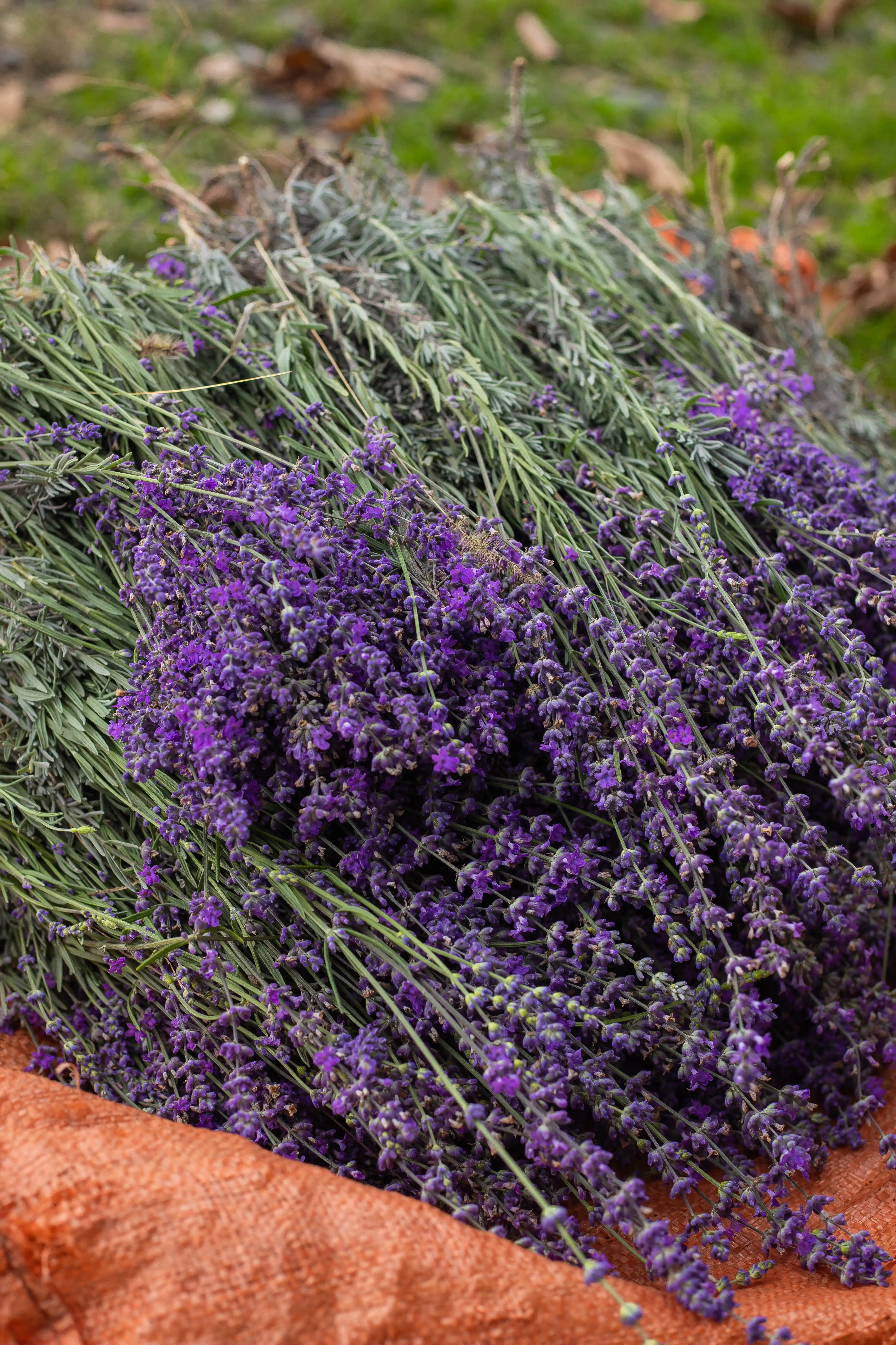 Lavanda Efir Yağı
