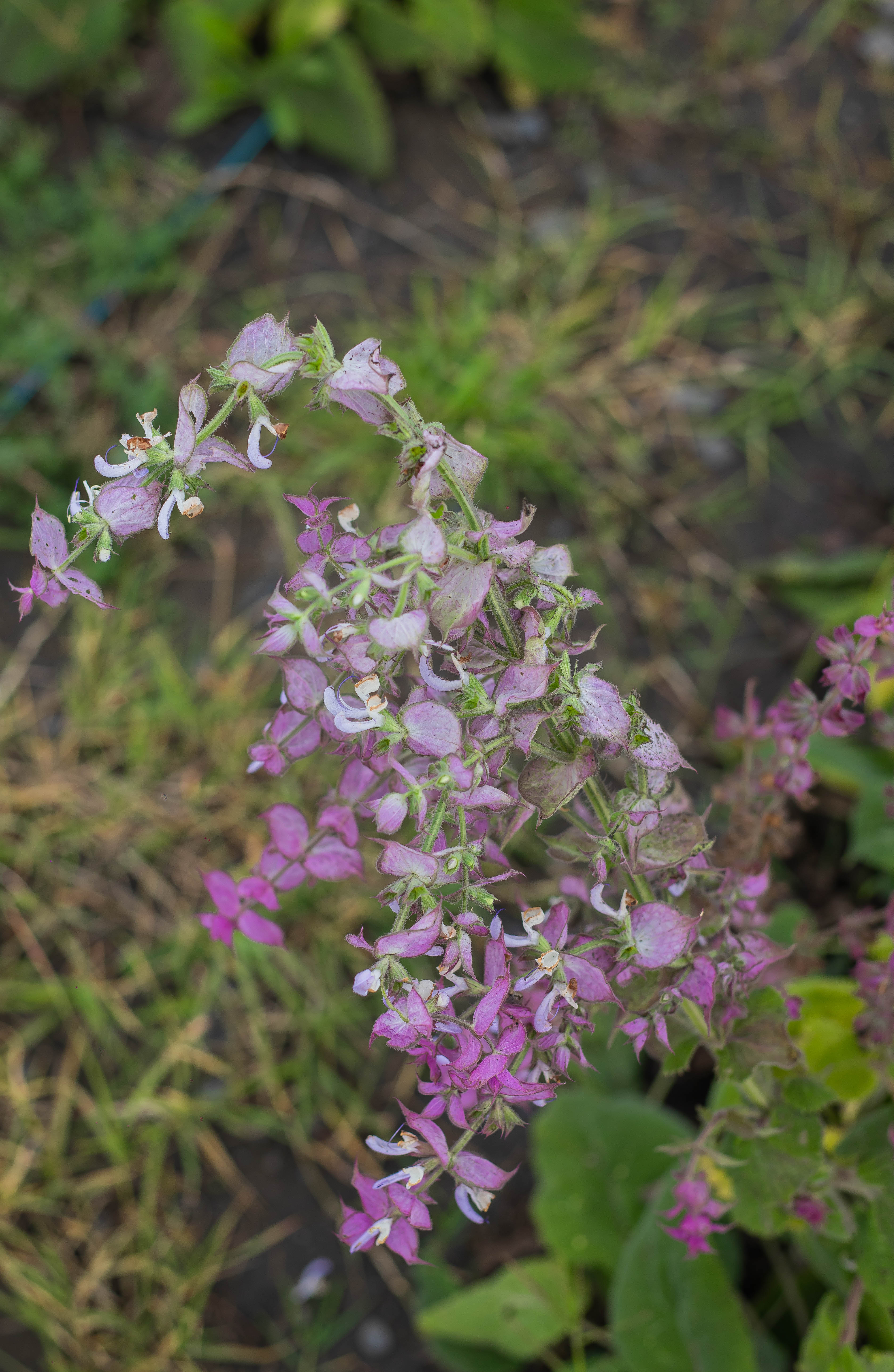 Adaçayı Efir Yağı