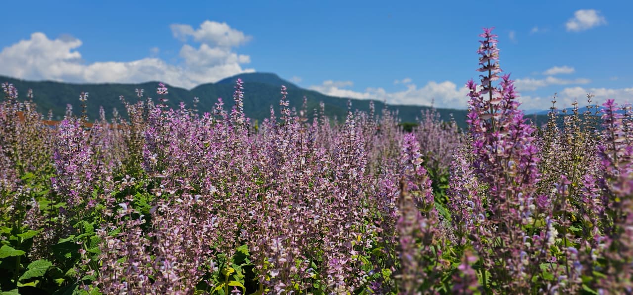 Adaçayı Efir Yağı