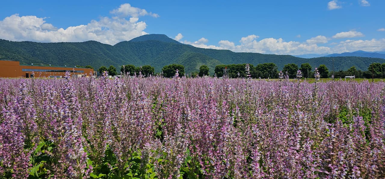 Adaçayı Efir Yağı