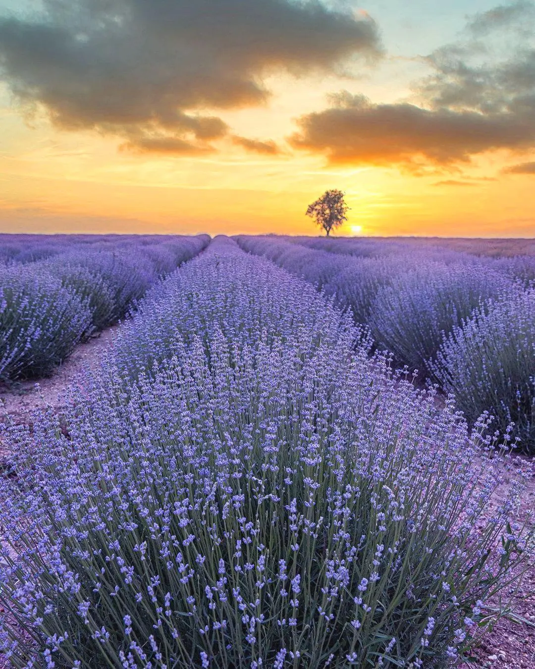 “Lavanda Mövsümü” Turu